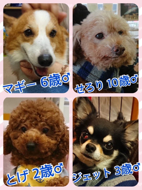 今日の里親募集中の子たち🐶2018,3,4